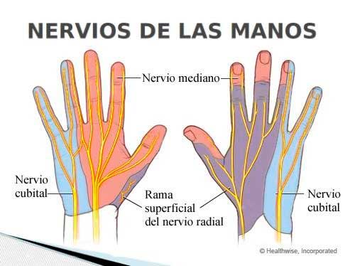 Síndrome del Túnel del Carpo Nervios de la mano y nervio carpiano