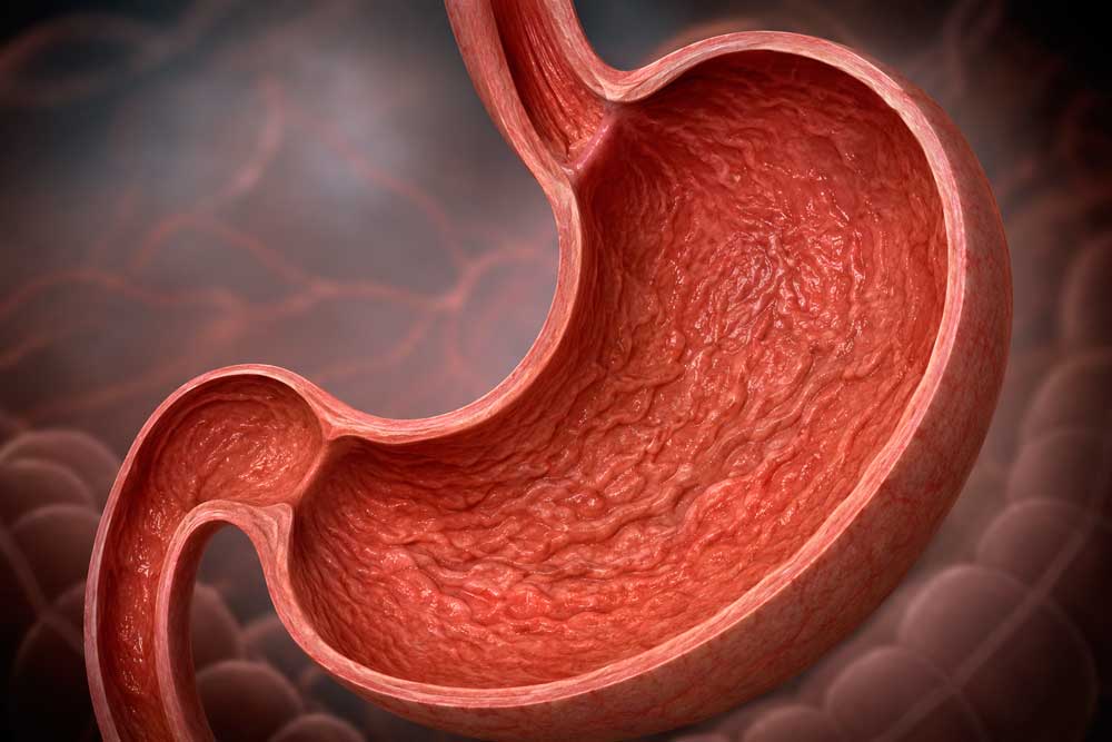Ilustración anatómica del estómago y la mucosa gástrica